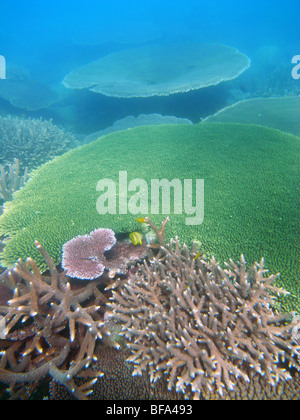 Gesunden Acropora-Korallen bei Russell Island, Frankland Islands National Park, Great Barrier Reef Marine Park, Australien Stockfoto