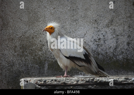 Ägyptischer Geier Neophron Percnopterus in Gefangenschaft Stockfoto