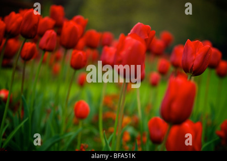 Rote Tulpe blüht flachen Dept Feld im Frühjahr Stephens Dublin Irland Green Stockfoto