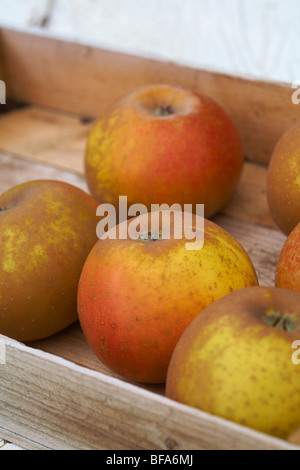 Egremont Russet Wüste Äpfel Malus Domestica in Holzkiste Stockfoto