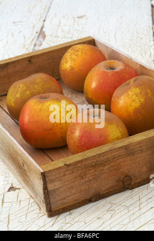 Egremont Russet Wüste Äpfel Malus Domestica in Holzkiste Stockfoto
