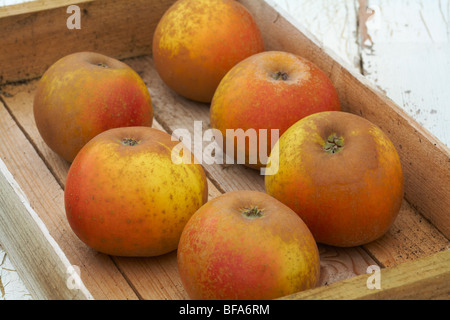 Egremont Russet Wüste Äpfel Malus Domestica in Holzkiste Stockfoto