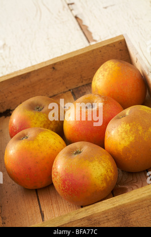 Egremont Russet Wüste Äpfel Malus Domestica in Holzkiste Stockfoto