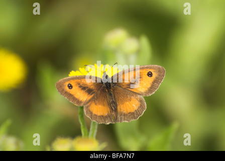 Ein männlicher Gatekeeper (Pyronia Tithonus) Schmetterling in West Sussex abgebildet. Stockfoto