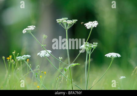 Bodenältesten (Aegopodium podagraria) und fliegende Insekten Stockfoto