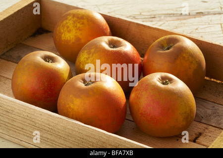 Egremont Russet Wüste Äpfel Malus Domestica in Holzkiste Stockfoto