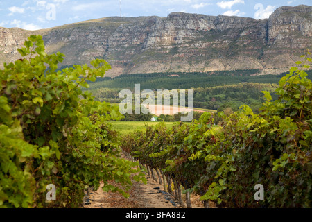 Szene von Constantia, der Weinbau-Region in der Nähe von Cape Town, Südafrika Stockfoto