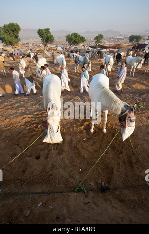 Weiße Pferde auf der Camel Fair in Pushkar Indien Stockfoto