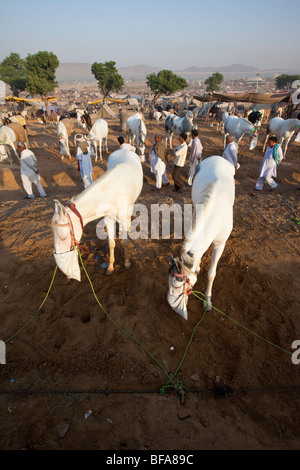 Weiße Pferde auf der Camel Fair in Pushkar Indien Stockfoto