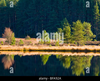 Die Uath Seen in Inshriach Wald Kincraig, Strathspey Inverness-Shire, Schottland.  SCO 5528 Stockfoto