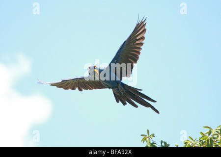 Hyazinth-Ara, Anodorhynchus Hyacinthinus im Flug Pantanal-Brasilien Stockfoto