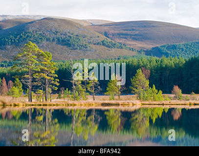 Die Uath Seen in Inshriach Wald Kincraig, Strathspey Inverness-Shire, Schottland.   SCO 5529 Stockfoto