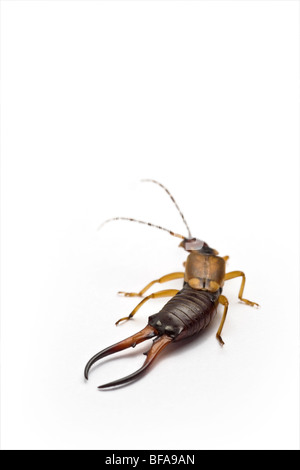 Eine Nahaufnahme von einem gemeinsamen männlichen Ohrwurm (Forficula Auricularia), auf einem weißen Hintergrund. Stockfoto