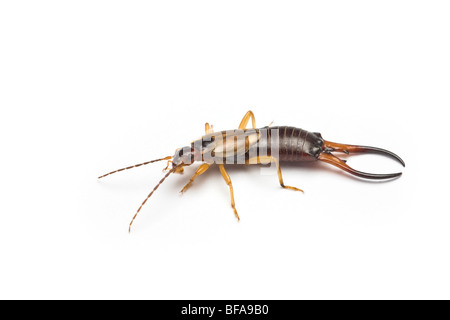 Eine Nahaufnahme von einem gemeinsamen männlichen Ohrwurm (Forficula Auricularia), auf einem weißen Hintergrund. Stockfoto