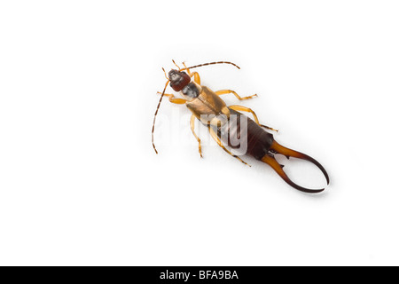 Eine Nahaufnahme von einem gemeinsamen männlichen Ohrwurm (Forficula Auricularia), auf einem weißen Hintergrund. Stockfoto