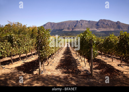 Reben, die reif für die Ernte im Weinanbaugebiet Constantia, in der Nähe von Cape Town, Südafrika Stockfoto