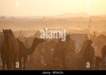Kamele auf dem Kamel Messe in Indien Pushkar Stockfoto