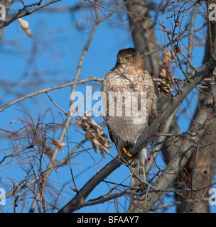 Falken in Baum Stockfoto