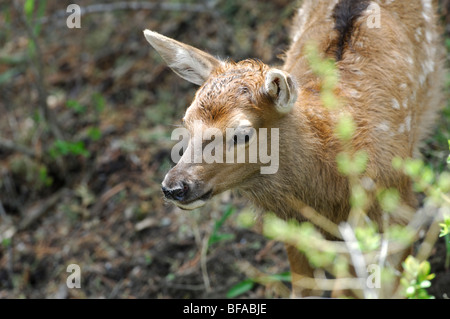 Stock Foto von einem Neugeborenen Elch Kalb in der Bürste, Yellowstone-Nationalpark. Stockfoto