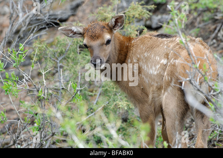 Stock Foto von einem Neugeborenen Elch Kalb in der Bürste, Yellowstone-Nationalpark. Stockfoto