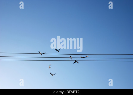 Vögel fliegen von Telefonleitungen Stockfoto