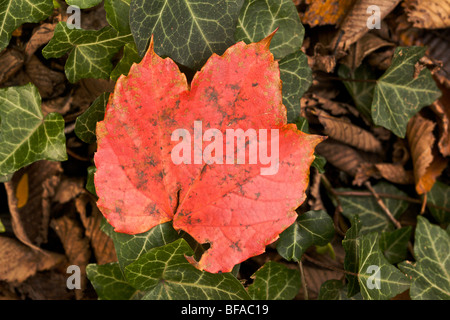 Red Boston Efeublatt ruht auf Englisch Efeu grüne Blätter. Die beiden Arten sind voneinander unabhängig. Stockfoto