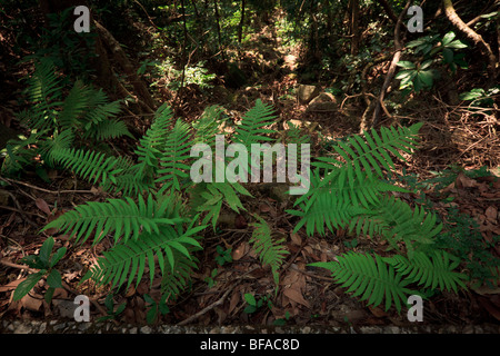 Tai Tam Country Park in Hong Kong. Stockfoto