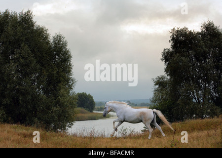 Ein Pferd laufen frei auf einem Flussstrand Stockfoto