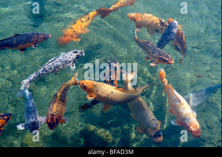 Koi-Karpfen in den Mühlenteich in Tapolca - Plattensee, Ungarn Stockfoto