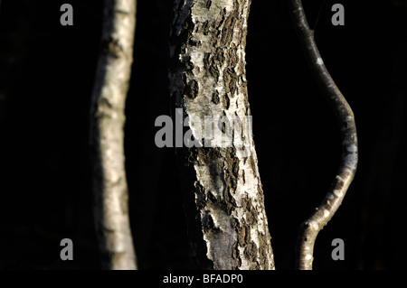 Silber Birkenstämmen, New Forest, England Stockfoto