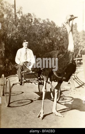 Mann reitet in Strauß-Warenkorb Stockfoto