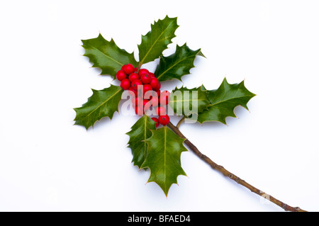 Zweig der saisonalen grüne Stechpalme mit roten Beeren auf weißem Hintergrund Stockfoto