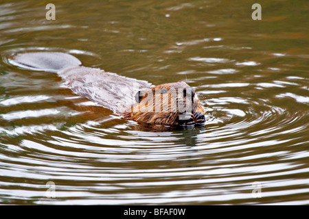 Nordamerikanische Biber (Castor Canadensis) Stockfoto