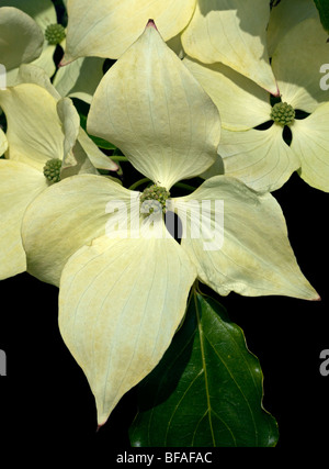 Cornus Kousa Greensleeves (Hartriegel) Stockfoto