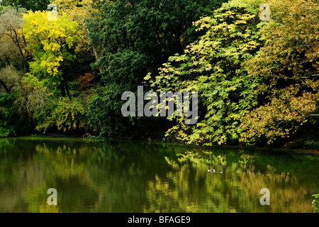 Schöne Herbst Herbstlandschaft der bunten grün und gelb Bäume säumen einen Spiegelung Teich mit zwei Enten schwimmen auf ruhigen See. Stockfoto