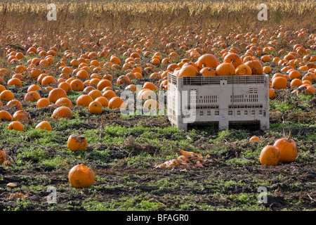 Reife Kürbisse in einem Feld abholbereit, Vancouver Island, Britisch-Kolumbien Stockfoto