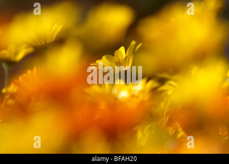 Namaqualand Daisy, Dimorphotheca, Sinuata, gelb, orange Stockfoto