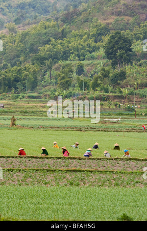 Frauen, die Landwirtschaft auf der Insel Lombok in Indonesien Stockfoto