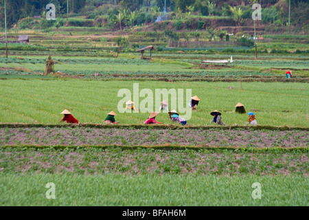 Frauen, die Landwirtschaft auf der Insel Lombok in Indonesien Stockfoto