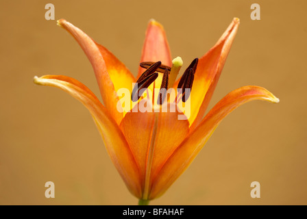 Lilie, Lilium, Hybrid-Lilie, Stamen, Pollen, gelb, orange Stockfoto