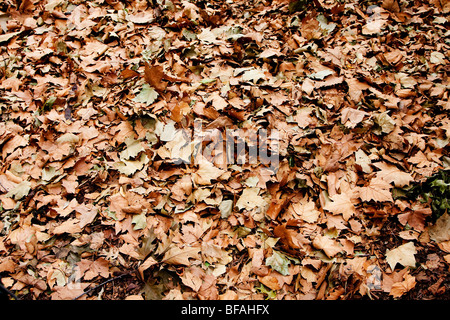 Trocken Sie braune Blätter, die Bäume im Herbst Herbst fielen. Stockfoto