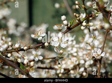 Weiße Schlehe Prunus Spinosa (Schlehe oder Schlehe) Blüten im Frühjahr Stockfoto