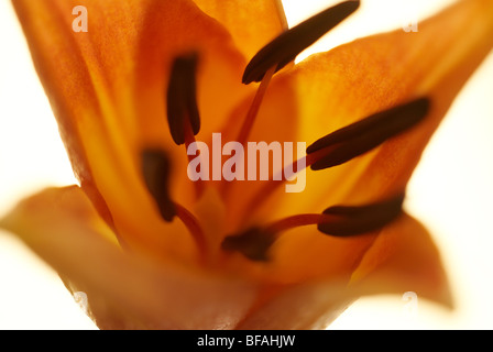 Lily, Hybrid, Hybrid-Lilie, Lilium, Stamen, Orangenblütenwasser, gelbe Blume, Makro, Fokus Stockfoto