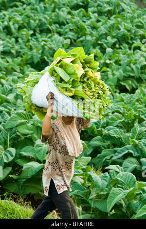 Ernte von Tabak in Nusa Tenggara auf der Insel Lombok in Indonesien Stockfoto