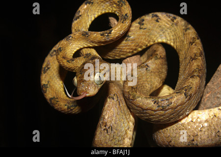 CEYLON Katze Schlange Boiga Ceylonensis, leicht giftige gemeinsame Mahableshwar, Satara Bezirk, Maharashtra, Indien Stockfoto