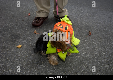 20. ordentliche Jackson Heights-Halloween-Parade in Queens, New York Stockfoto