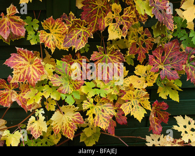 HERBSTLICHE WEINLAUB Stockfoto