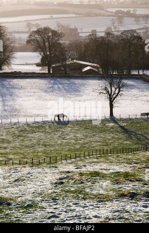 Pferde in einem Feld in Penrith in Cumbria im Schnee Stockfoto