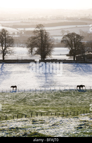 Pferde in einem Feld in Penrith in Cumbria im Schnee Stockfoto