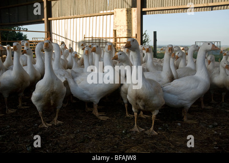 Freilandhaltung, organische Embden weiße Gänse in einer Scheune auf einem Bauernhof. Stockfoto